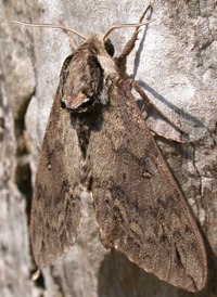 Catalpa Sphinx